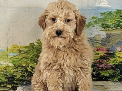 Girl Holly – Micro Goldendoodle $1200