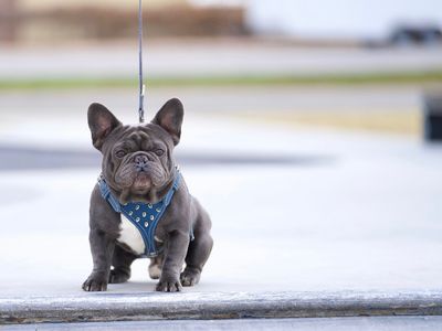 French Bulldog Studs