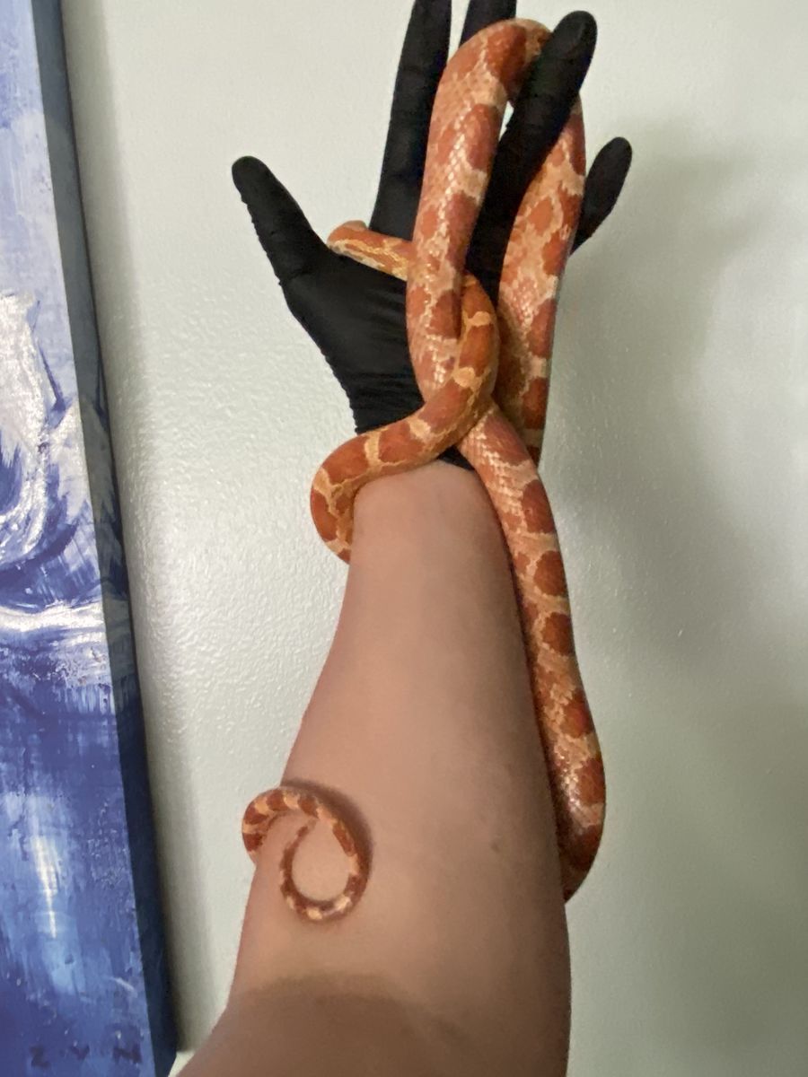 Corn Snake - Ultramel 100% Het Scaleless, Amel, Anery, Motley