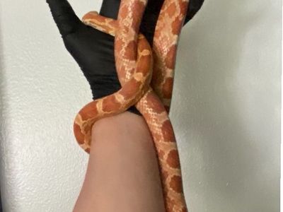 Corn Snake - Ultramel 100% Het Scaleless, Amel, Anery, Motley