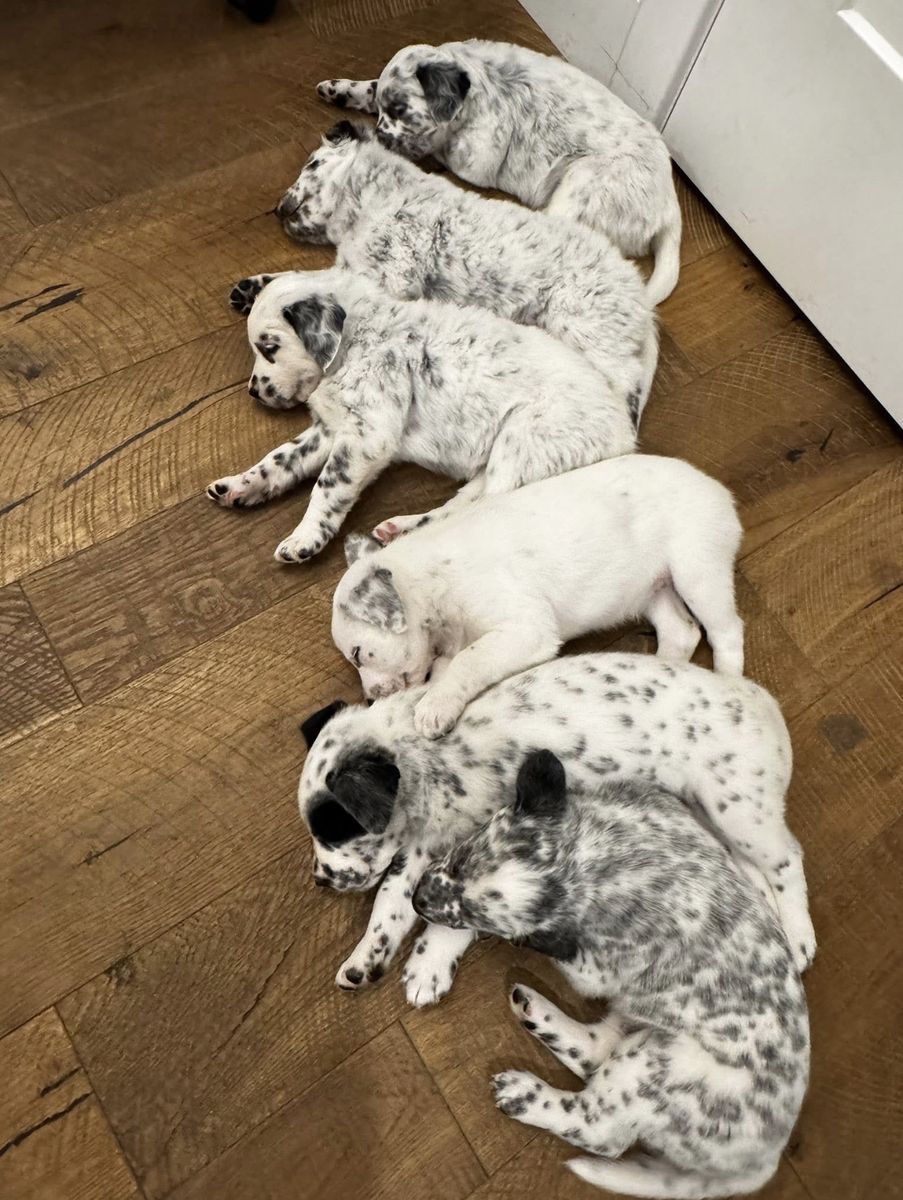 Dalmatian/Blue Heeler puppies