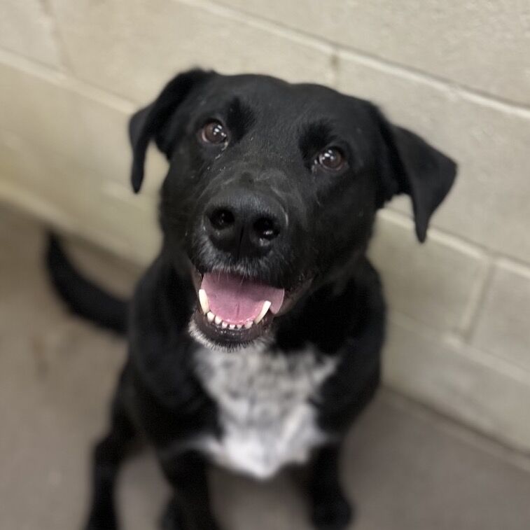 Hello my name is Raider