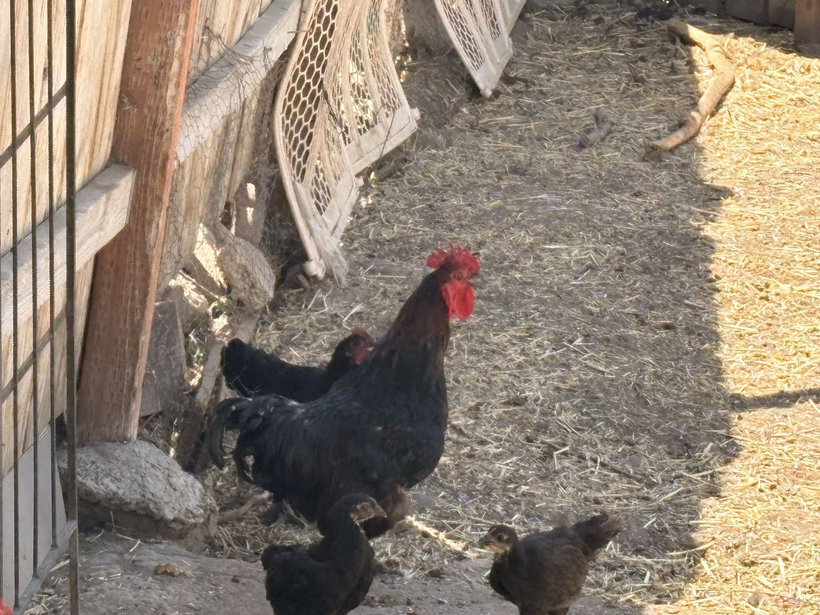 Black Rooster with Red Comb and Wattles