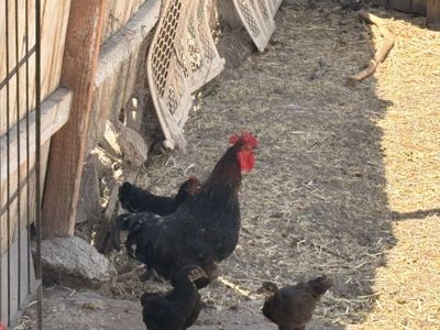 Black Rooster with Red Comb and Wattles