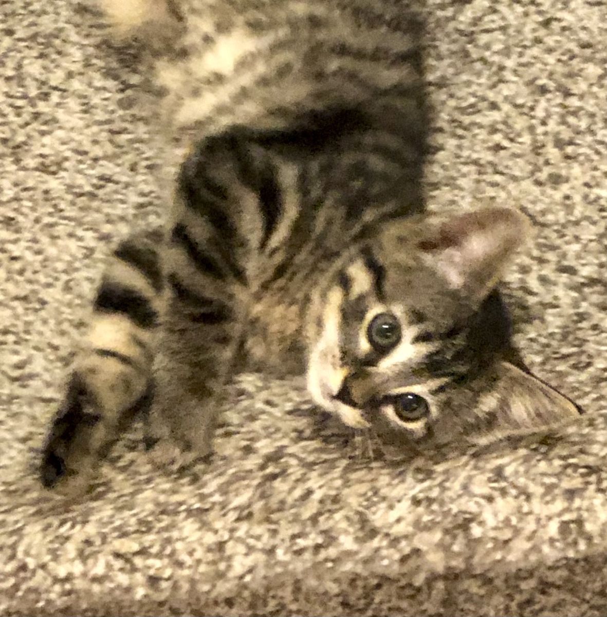 Bengal / Siamese Kittens