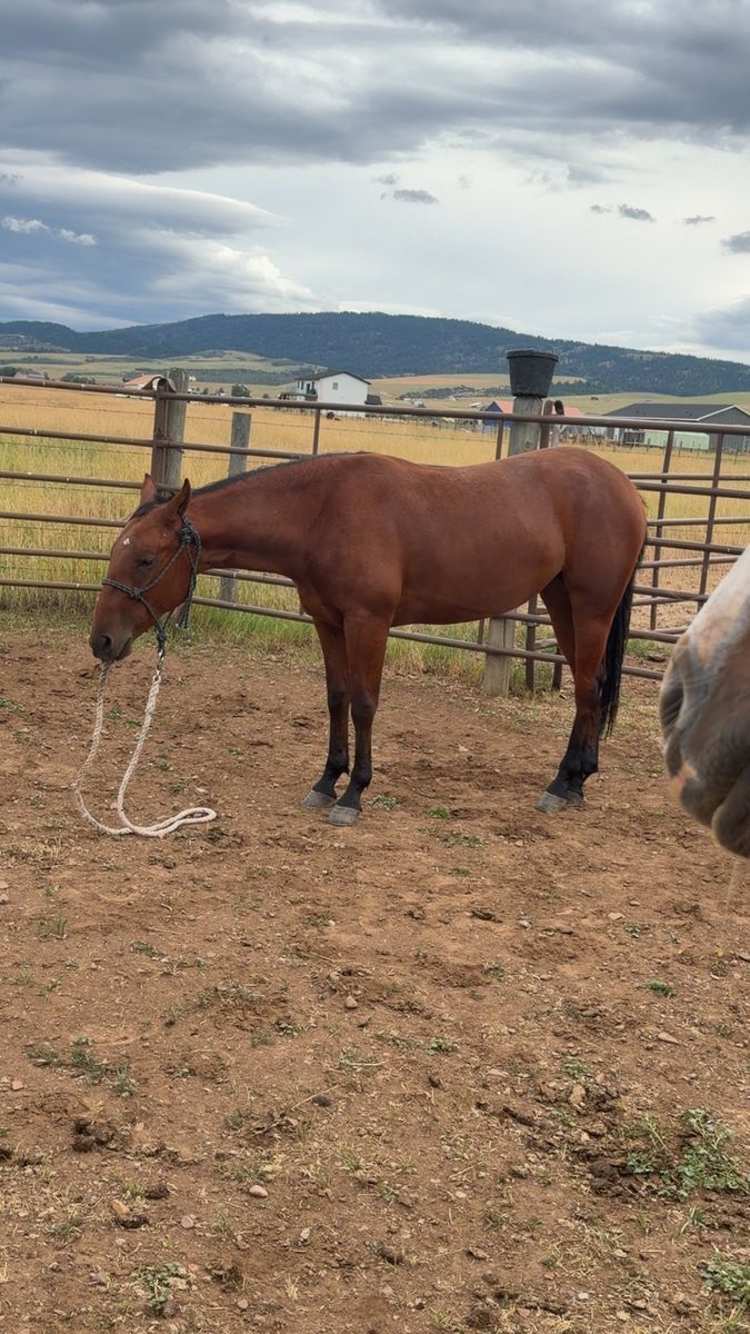 Horse