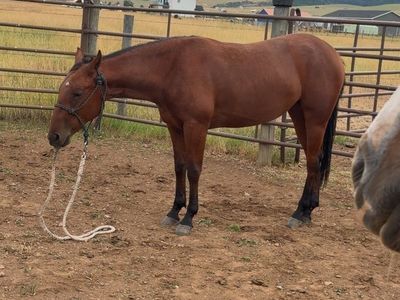 Horse