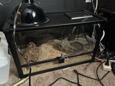 Snake enclosure 10 gallons