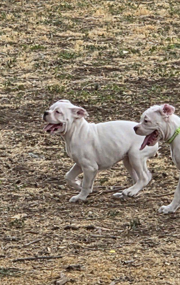 Boxer Puppies  - Male