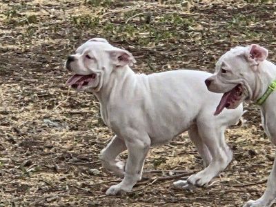 Boxer Puppies - Male