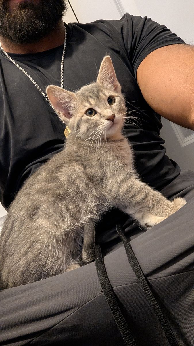 10 Week Old Kitten