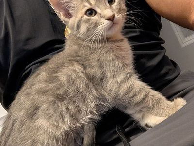 10 Week Old Kitten