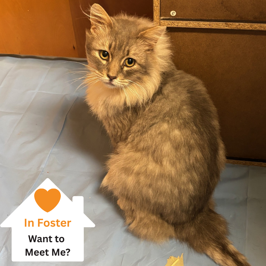 Hello my name is Omar