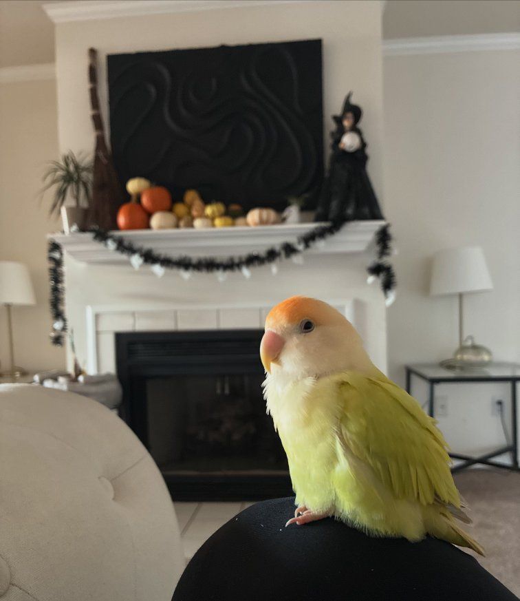 Peach faced lovebird