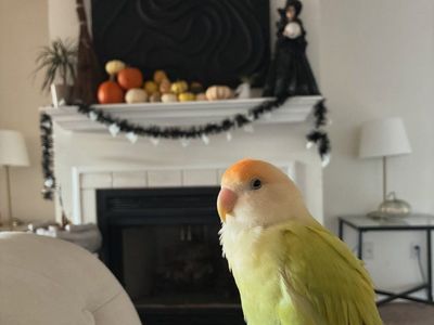 Peach faced lovebird