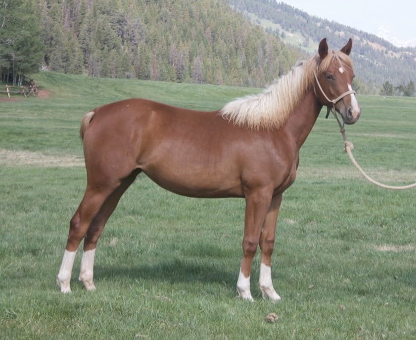 Super pretty,papered, yearling filly 