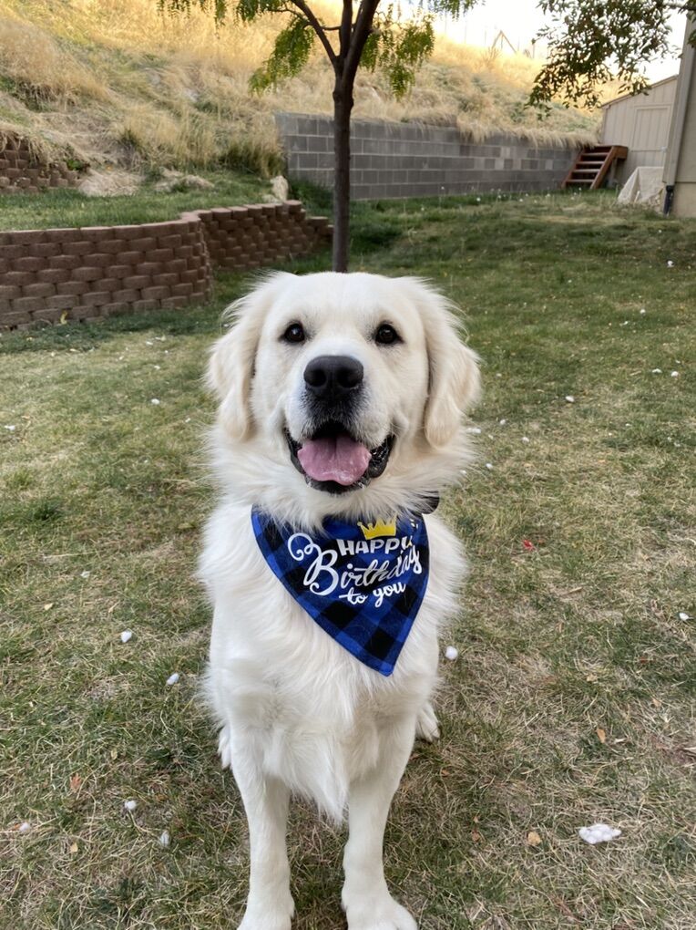 AKC Registered Proven Golden Retriever STUD