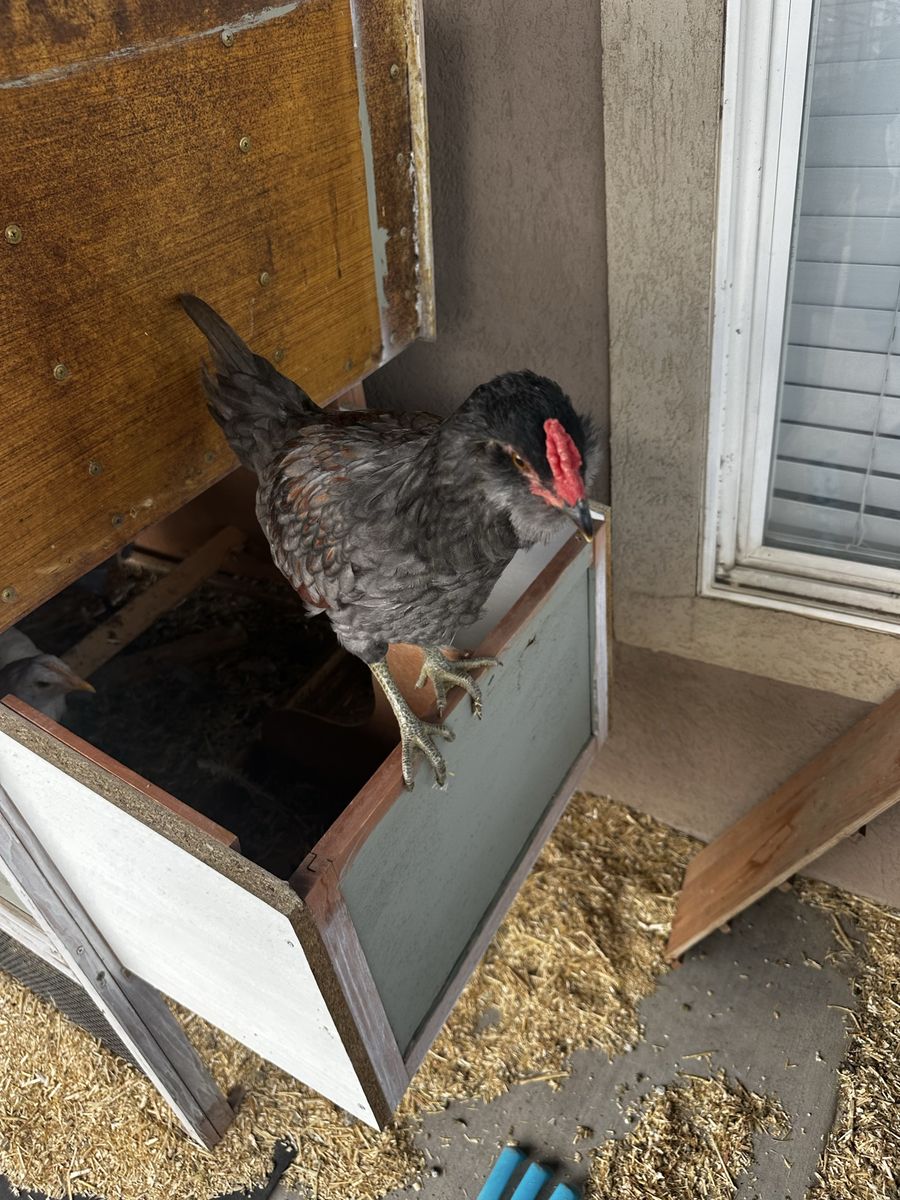 3 month old Amerucana Rooster