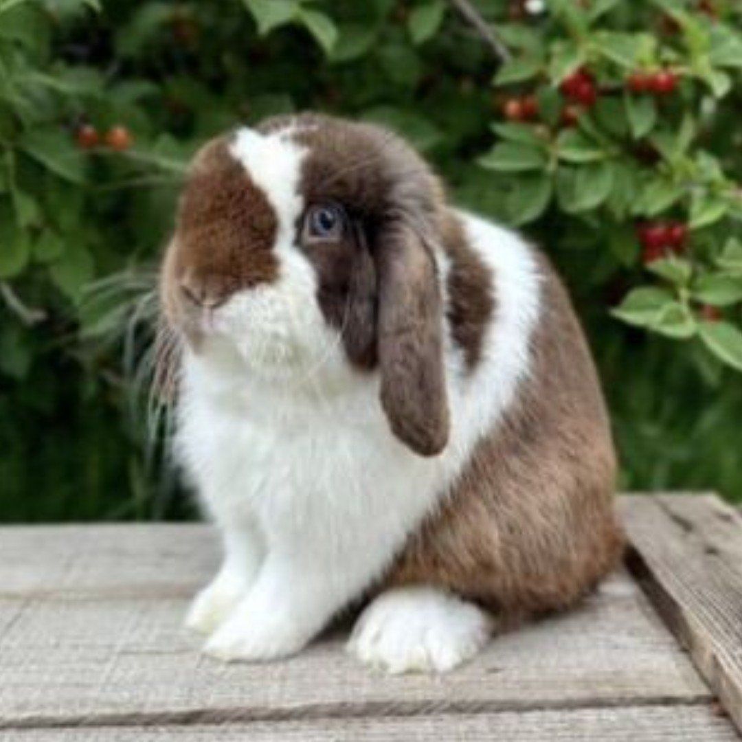 Pedigree Holland Lop Babies!