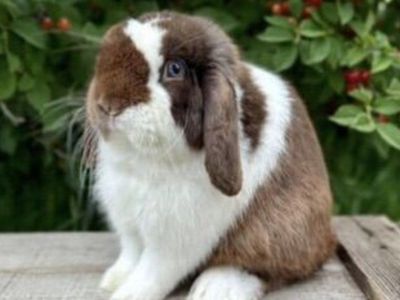 Pedigree Holland Lop Babies!
