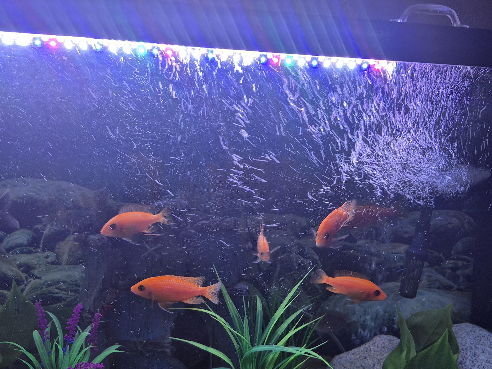 Cichlids