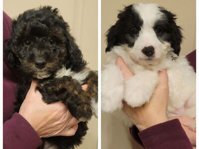 mini Golden Aussiedoodle / Aussie Goldendoodle