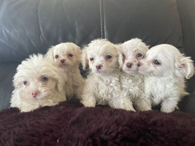 Maltese & Cavalier Cocker Spaniel Puppies
