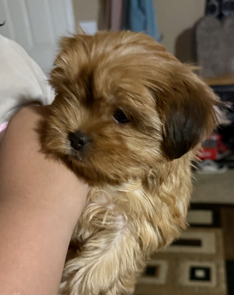 Shorkie female