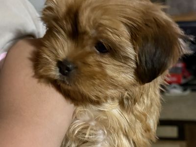 Shorkie female