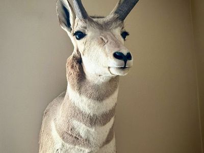 Pronghorn Antelope