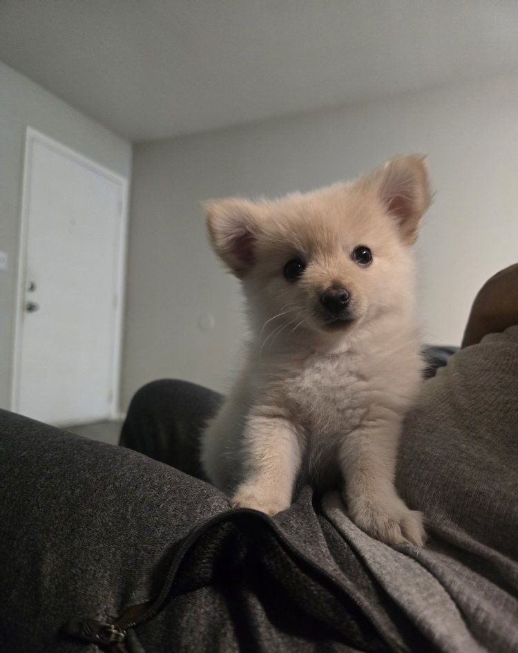 pomeranian puppies (pomchi)SOOO CUTE!