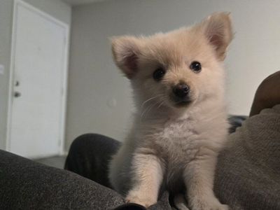 pomeranian puppies (pomchi)SOOO CUTE!