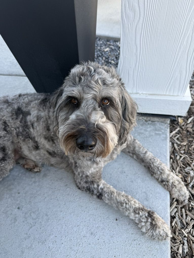 2 Year Old Golden Doodle