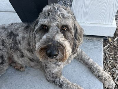 2 Year Old Golden Doodle
