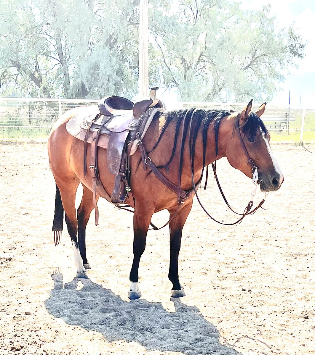 9 Year Old AQHA Mare