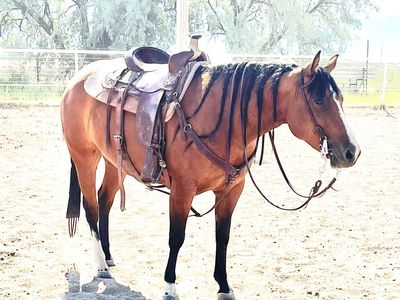 9 Year Old AQHA Mare