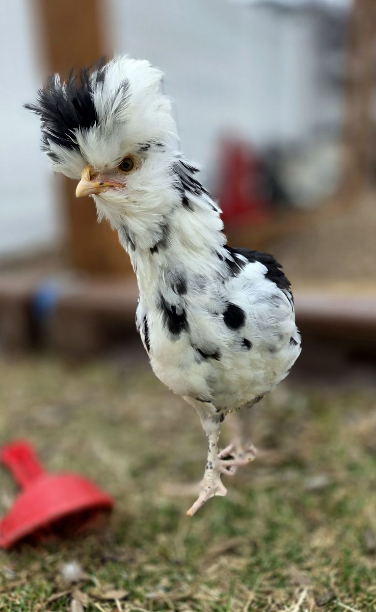 Mottled Houdan Pullets