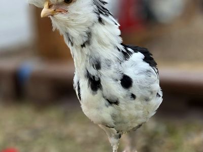 Mottled Houdan Pullets