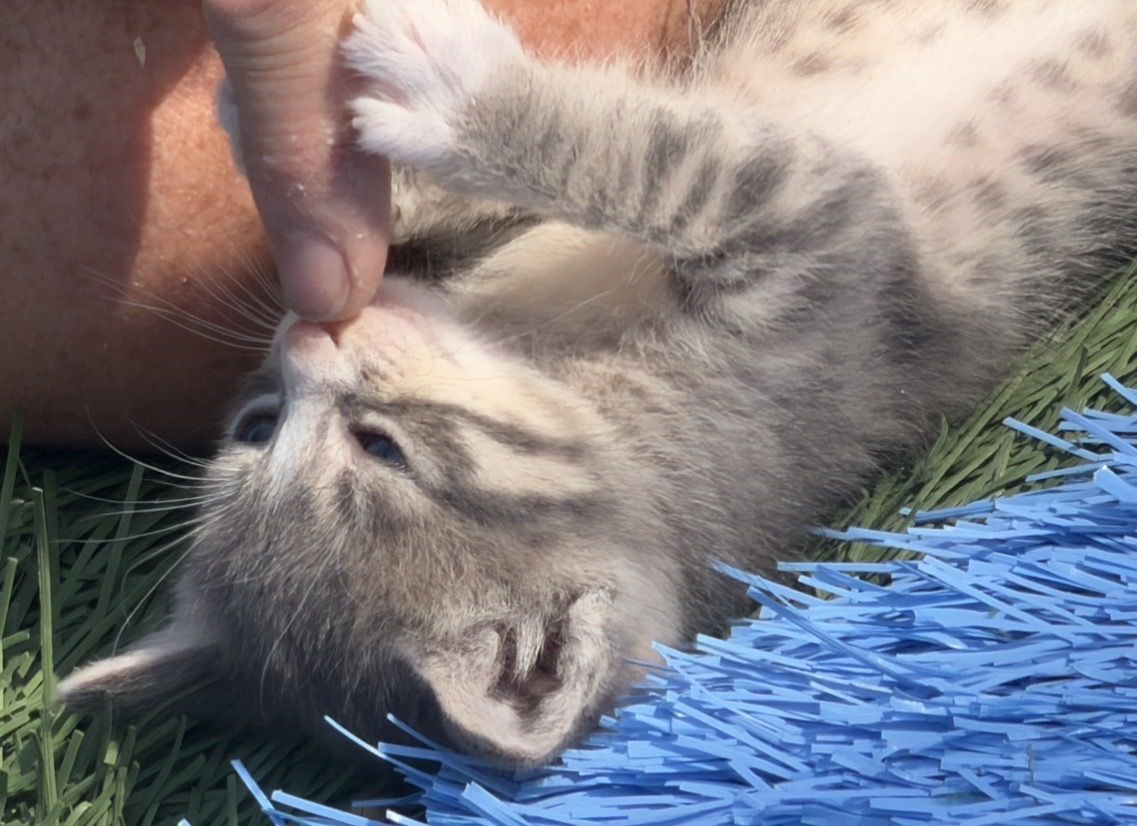 Adorable Baby Kittens!!