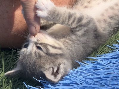 Adorable Baby Kittens!!