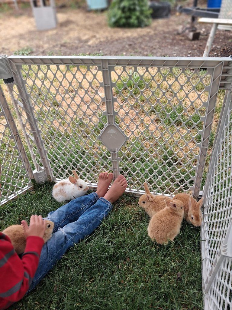 6 week old baby bunnies.