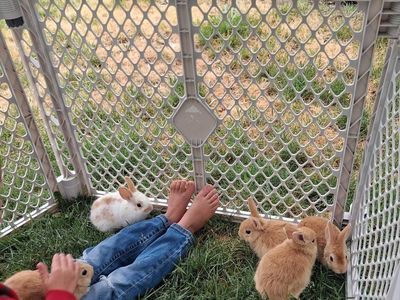 6 week old baby bunnies.