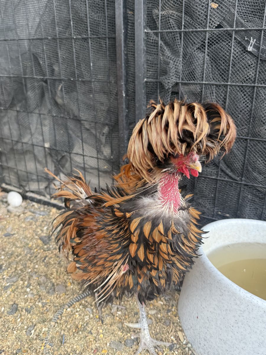 Free Frizzled Polish Rooster and Copper Maran Rooster
