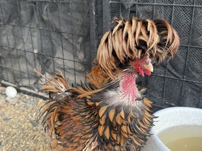 Free Frizzled Polish Rooster and Copper Maran Rooster