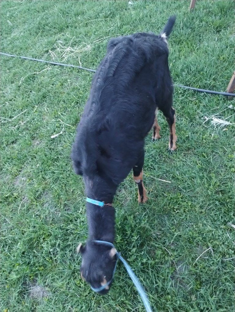 Lamancha / nubian in milk