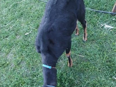 Lamancha / nubian in milk