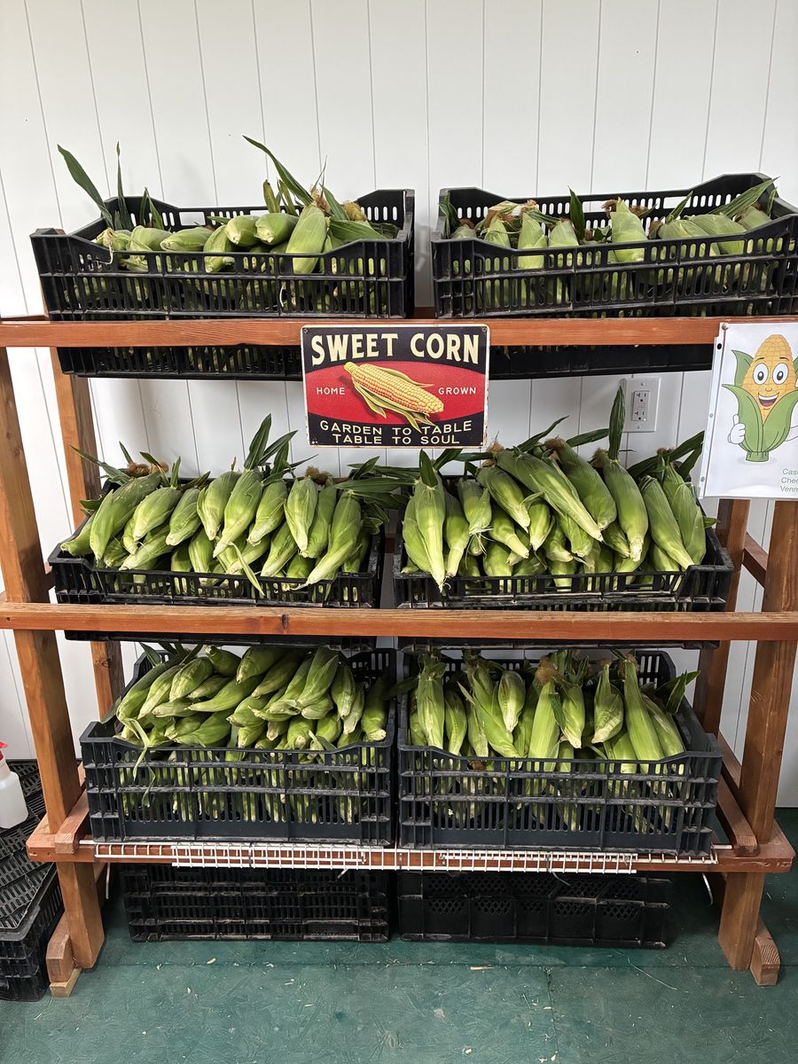 Sweet Corn - Fowers Farm