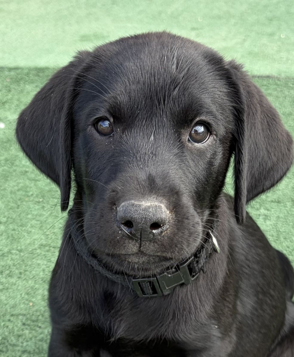 AKC Black Velvet Male Labrador Retriever