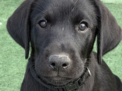 AKC Black Velvet Male Labrador Retriever