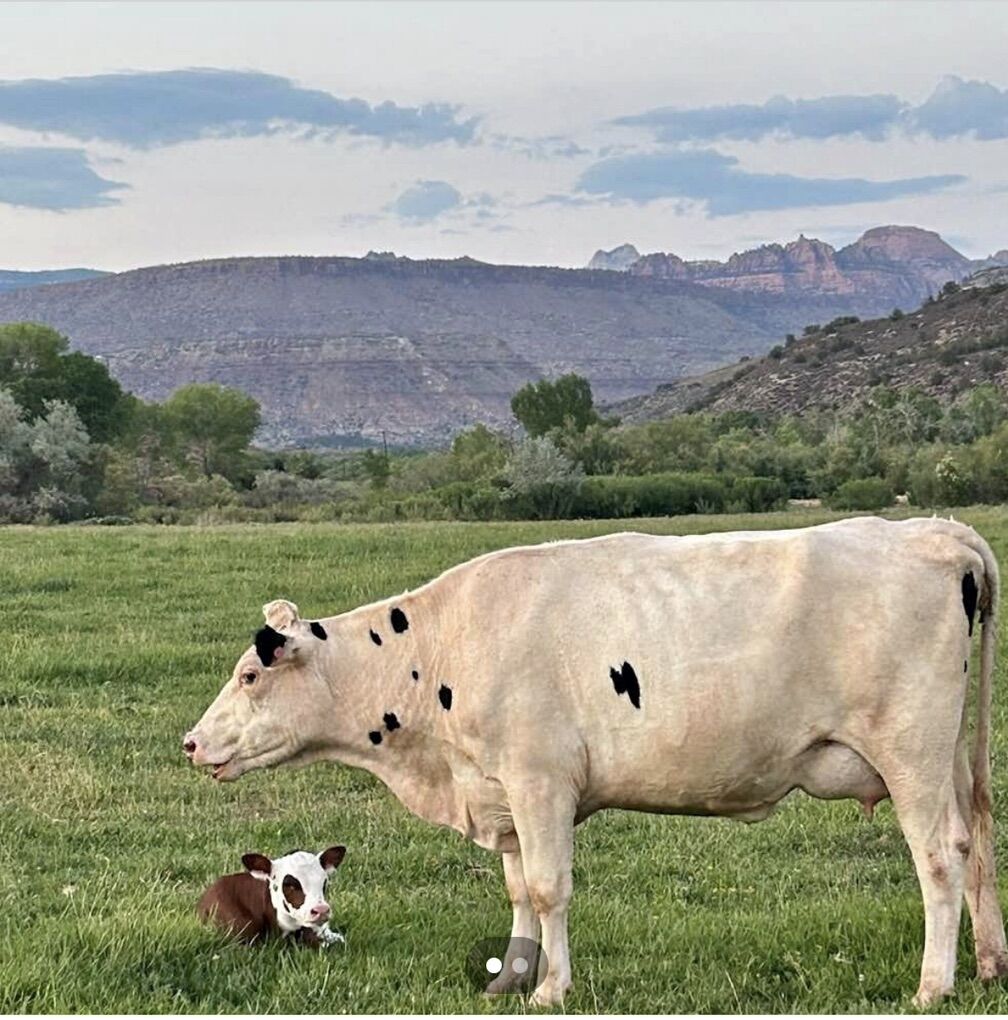 Two Holstein‘S For Sale
